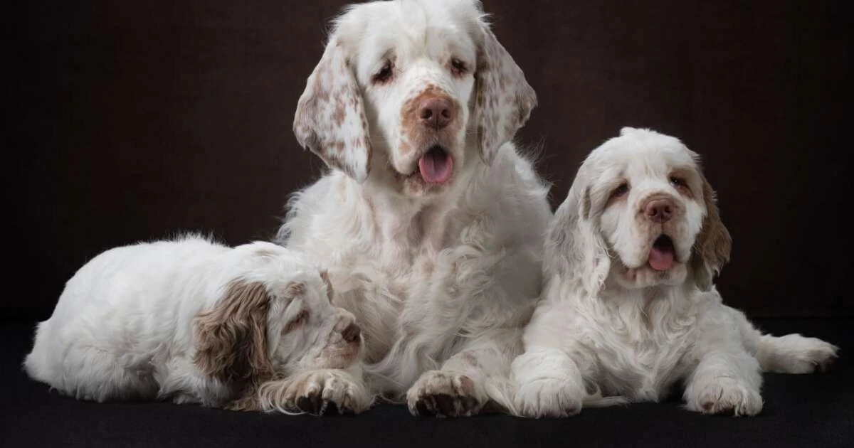 Clumber Spaniel: El gigante tranquilo que conquisto mi corazón