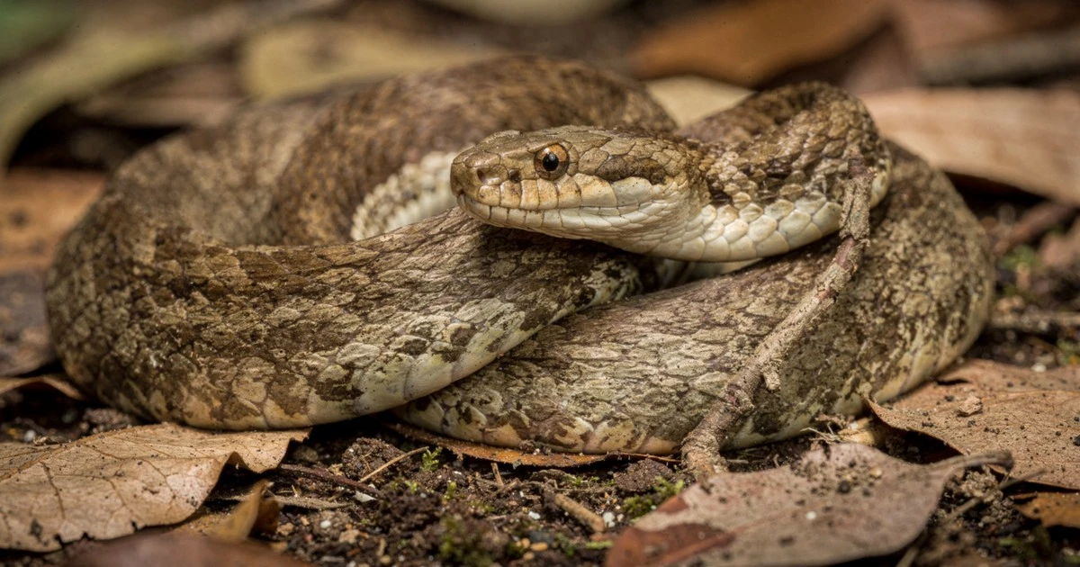 La jararaca: el maestro del camuflaje que se vuelve invisible en la maleza y reina con emboscadas letales
