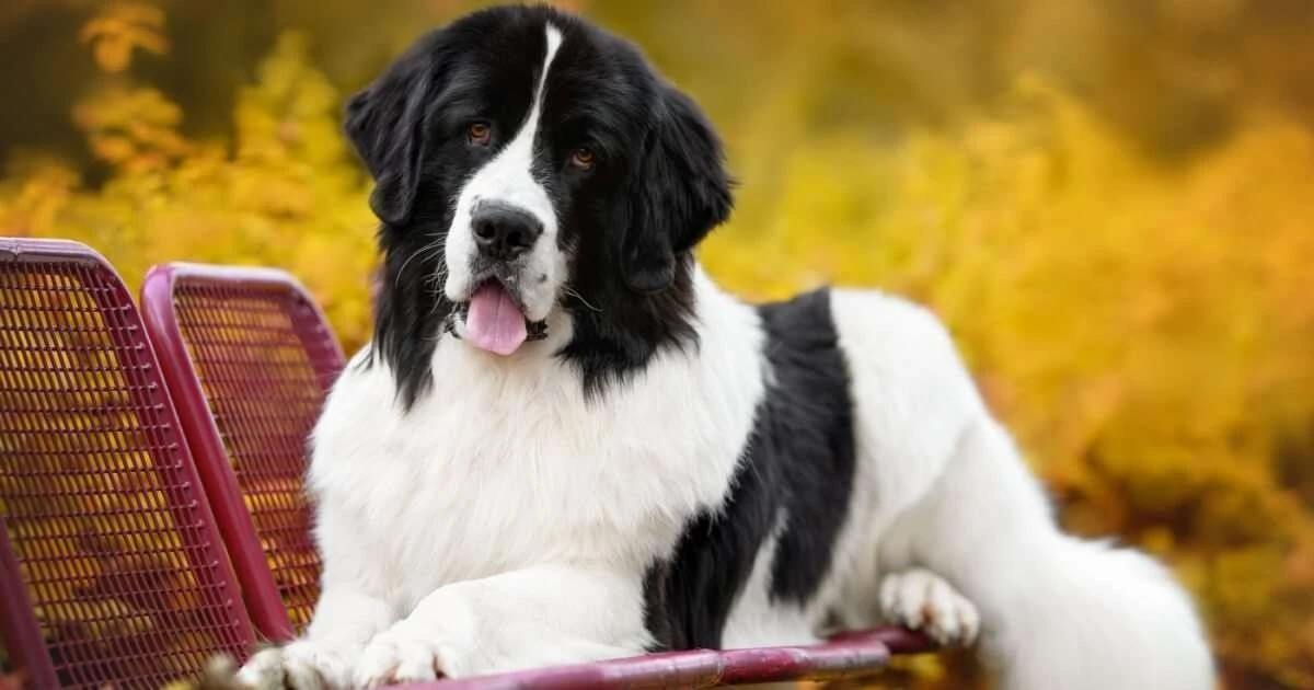 Landseer: El gigante gentil que esconde un corazón de oro