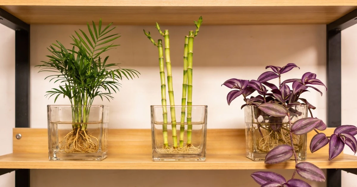 3 plantas que crescem apenas em água e não exigem esforço