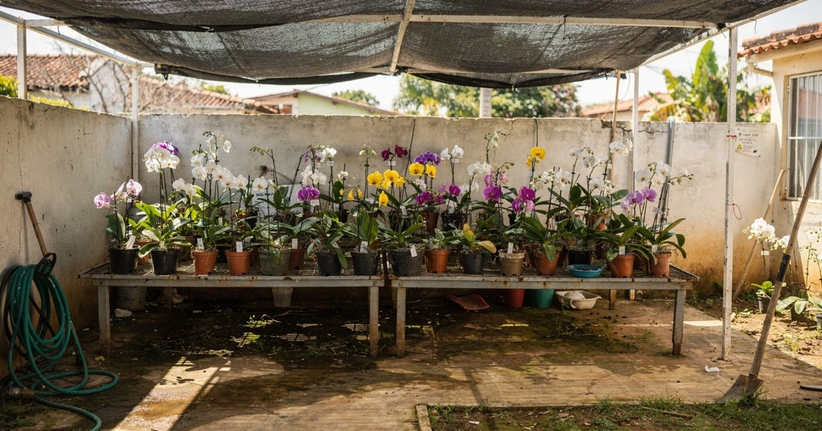 Convertí tu balcón en un paraíso de orquídeas: cuánto cuesta este año