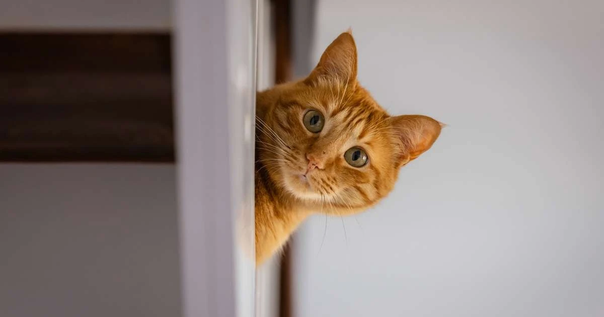 Tu gato escucha y te entiende: la ciencia revela si realmente reconoce su nombre