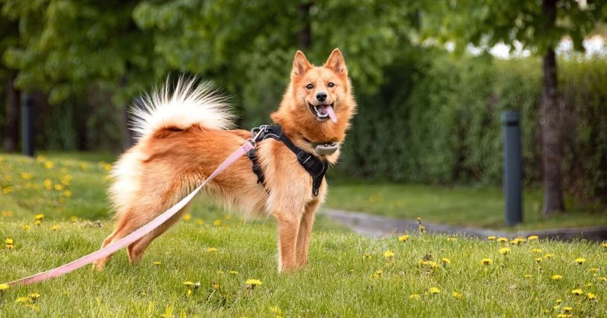 El Spitz Finlandés: 3 Sorpresas de este Perro Nacional