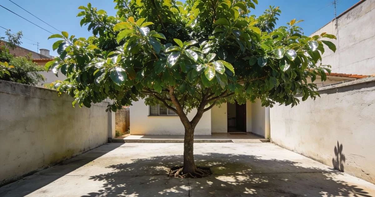 Por qué los jardineros expertos colocan una taza de compost en el fondo de cada maceta