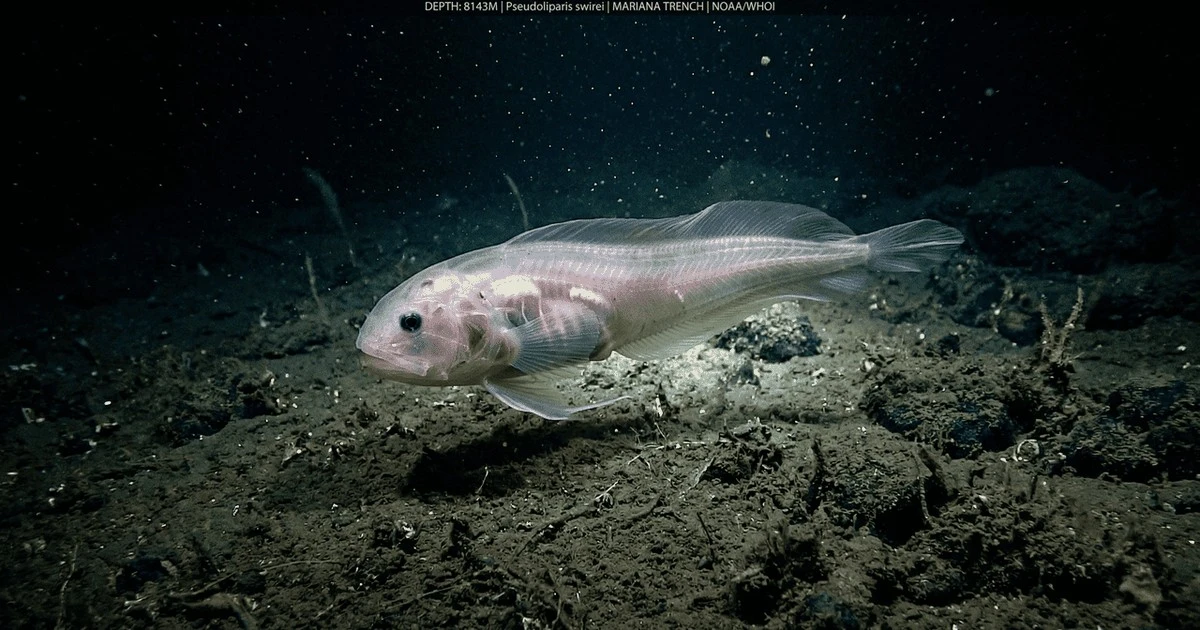 El pez caracol: el sobreviviente secreto del punto más profundo de la Tierra
