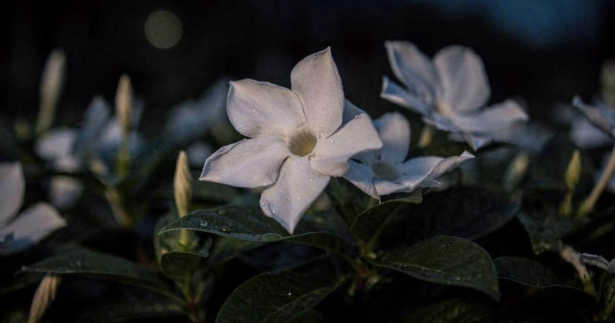 La flor nocturna que perfuma tu patio al anochecer: el secreto de los jardineros