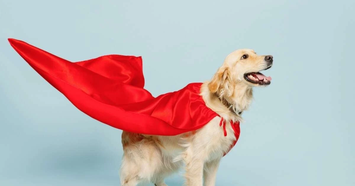 7 ideas de disfraces de Carnaval para perros que tu mascota amará (y tú también)