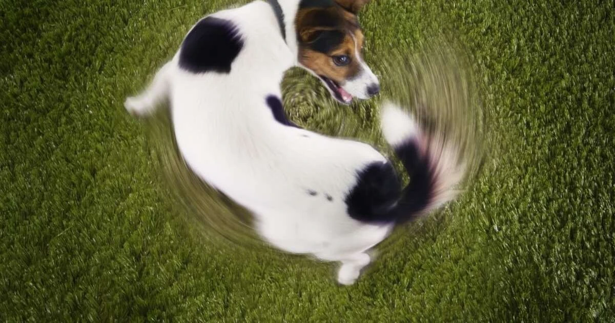 ¿Tu perro da vueltas en círculos? Descubre las causas y cuándo debes preocuparte