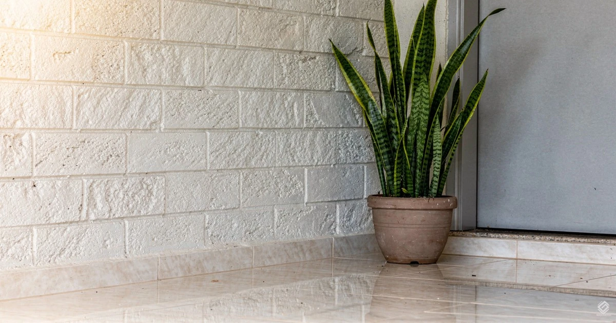 Espada de São Jorge vs. Comigo Ninguém Pode: o duelo que blinda sua casa em 2026