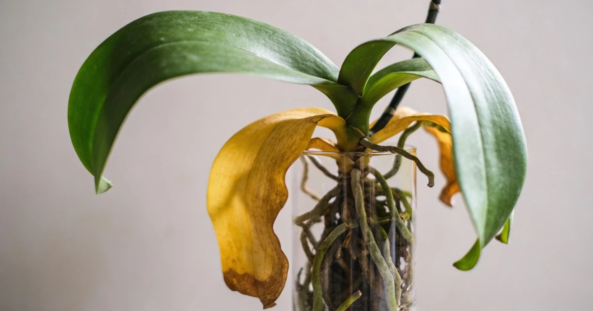 Por qué las hojas de tu orquídea se vuelven amarillas y qué hacer