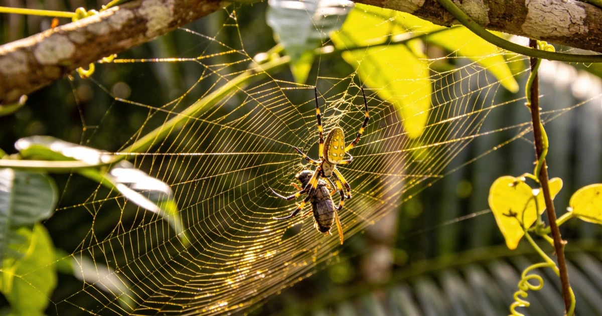 La arácnida de oro: cómo su tela cinco veces más fuerte que el acero captura presas descomunales