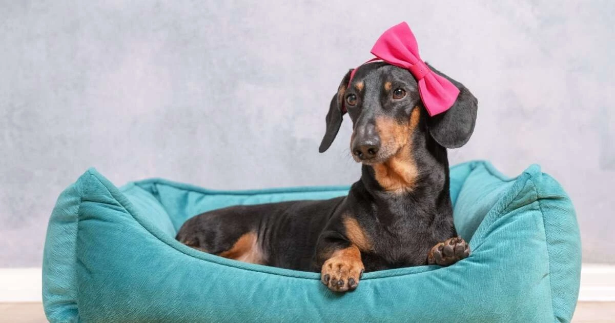 10 nombres de perros que te encantarán: inspirados en colores y con un toque único