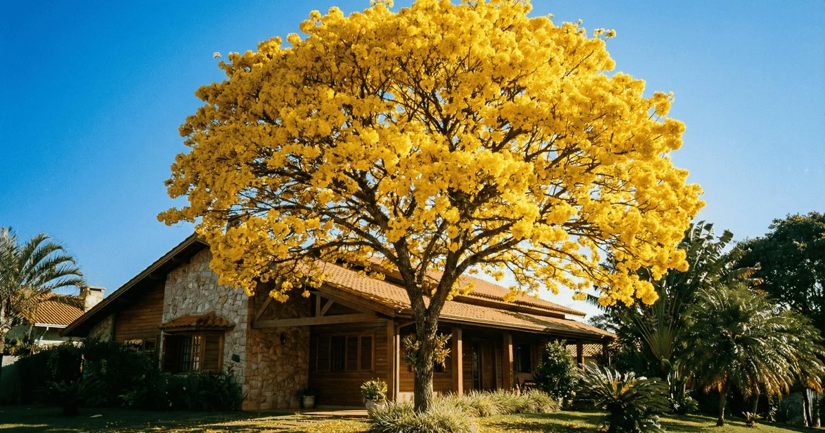 El árbol amarillo que ilumina tu entrada y no daña tu piso