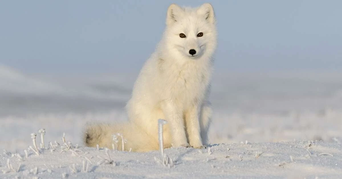 Raposa-do-ártico: 7 fatos surpreendentes sobre o sobrevivente do gelo