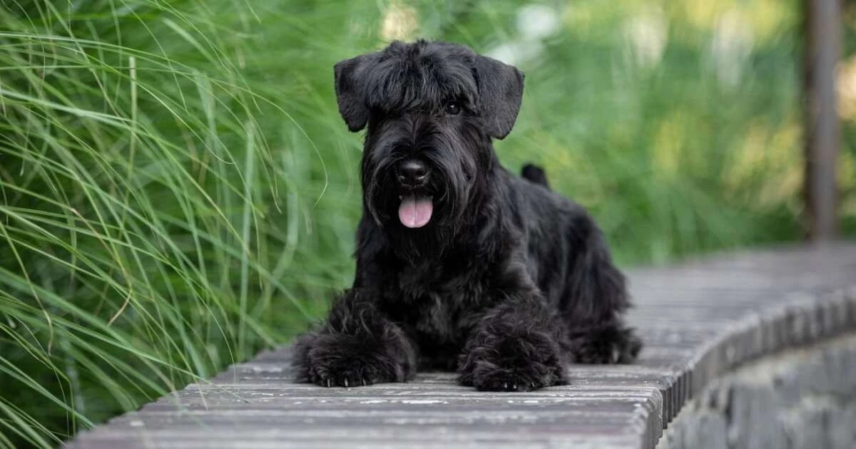 7 razas de perros pequeños y negros que te robarán el corazón