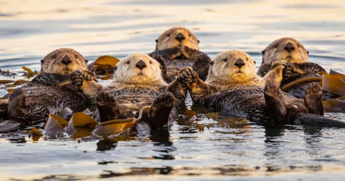Por qué las nutrias marinas duermen tomadas de la mano y cómo te beneficia
