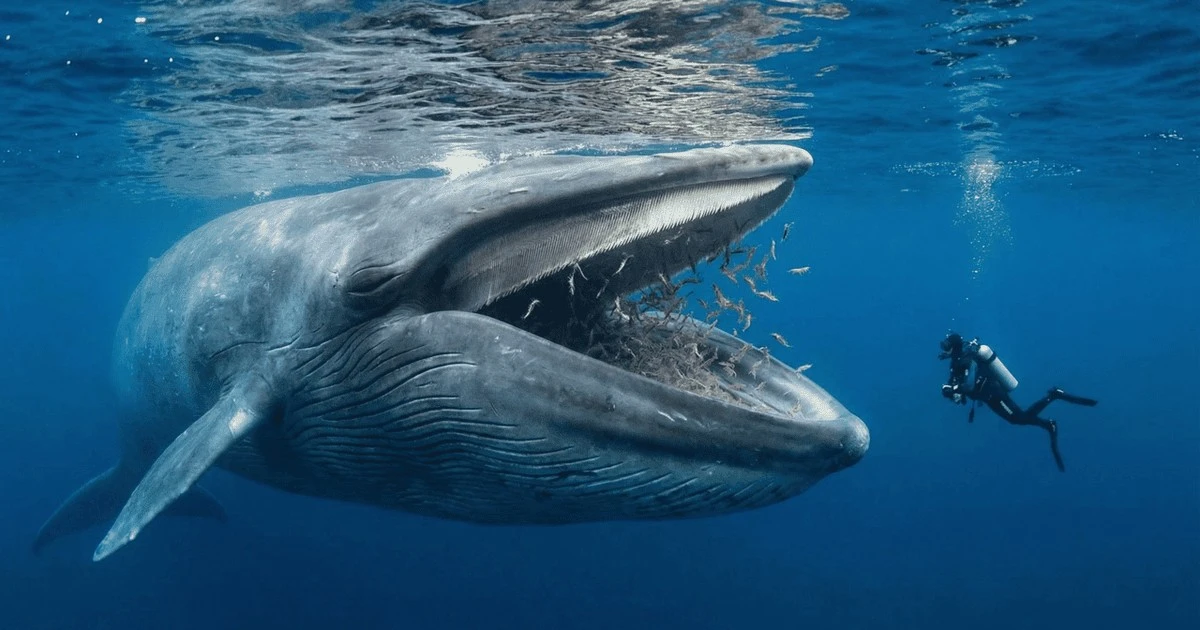 ¿Qué pasaría si una ballena te tragase buceando en alta mar?