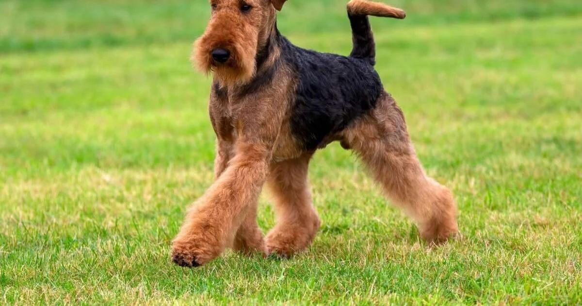 7 razas de terrier que te robarán el corazón (y la energía)