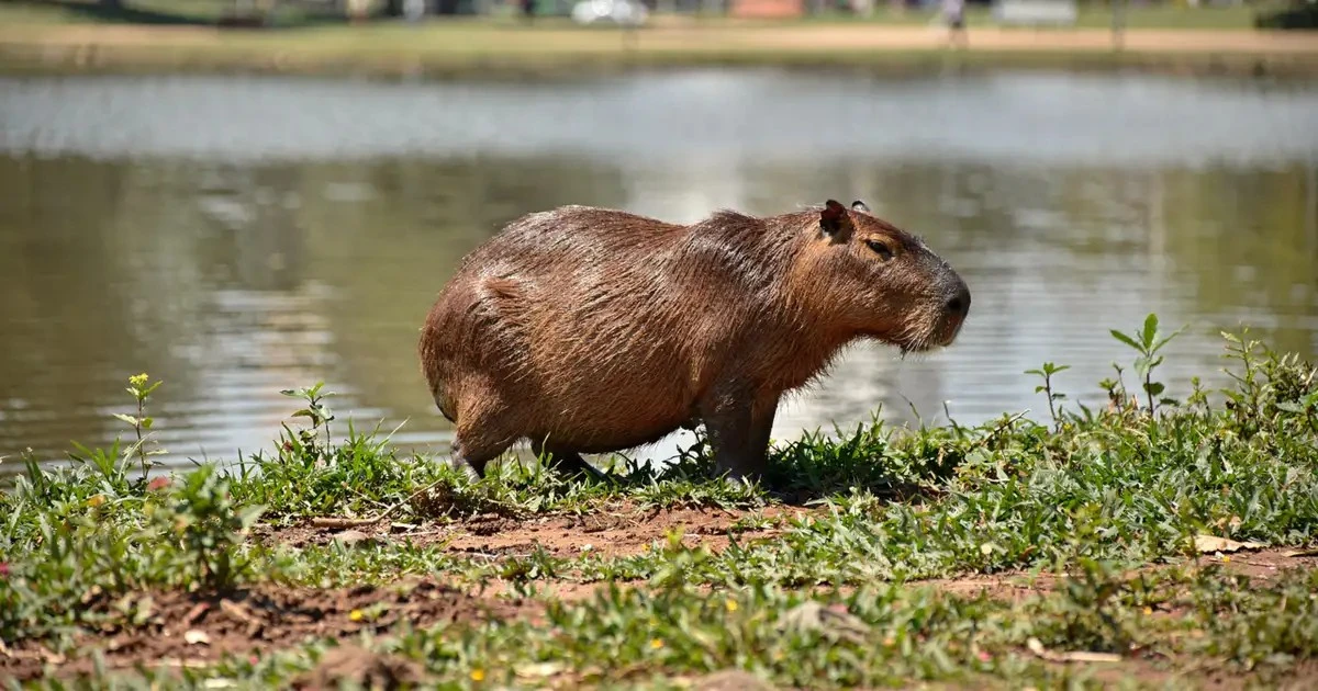 Por que a capivara é o animal mais gente boa do planeta?