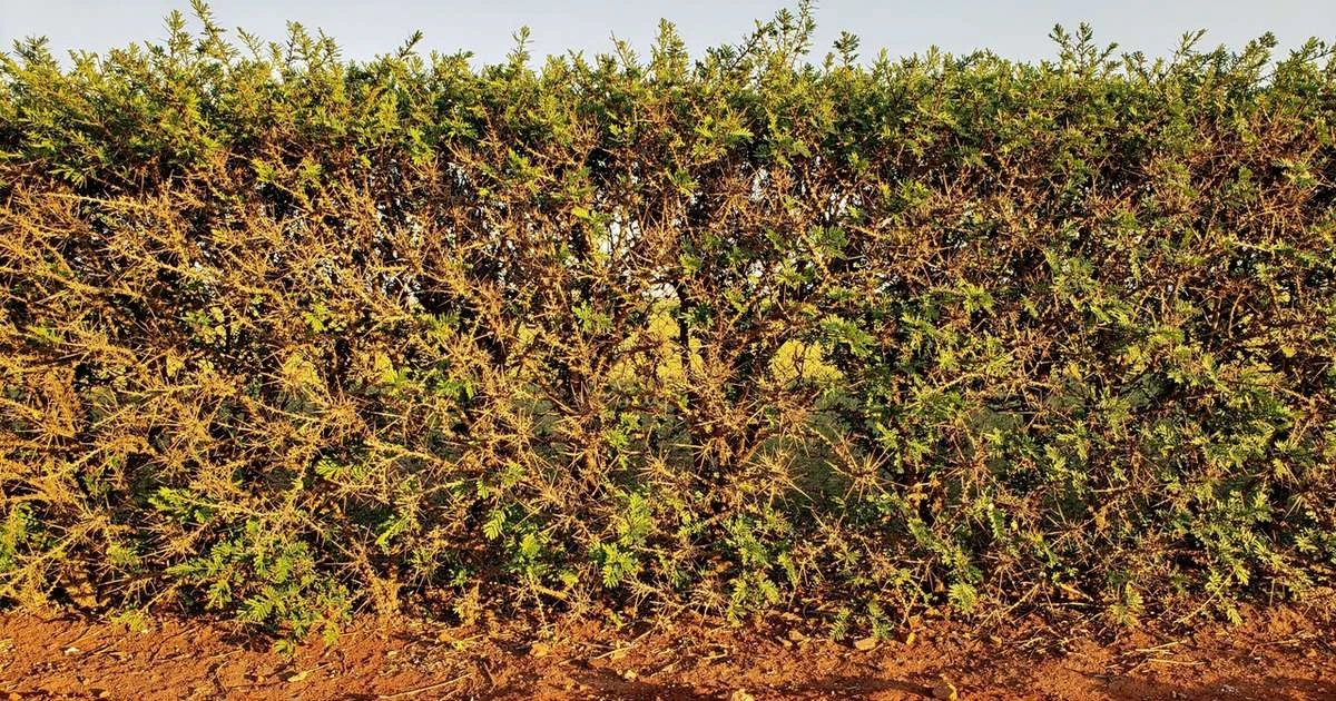 El árbol "guardián de hierro" que blinda tu hogar del viento y la curiosidad ajena