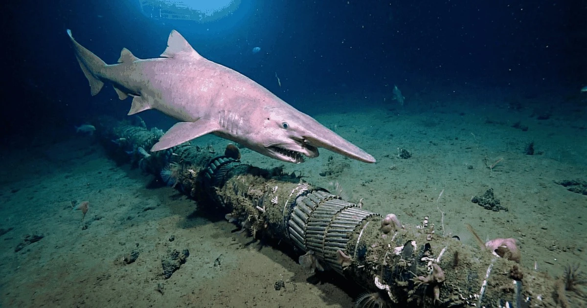 Tiburón de hoz: el depredador que muerde tus cables de internet