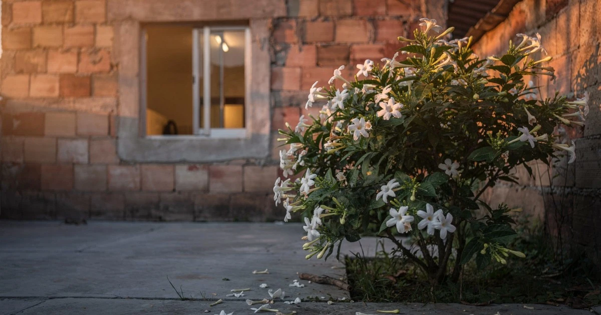 El secreto anti-calor y anti-estrés que tu hogar necesita: Esta planta cambiará tus noches